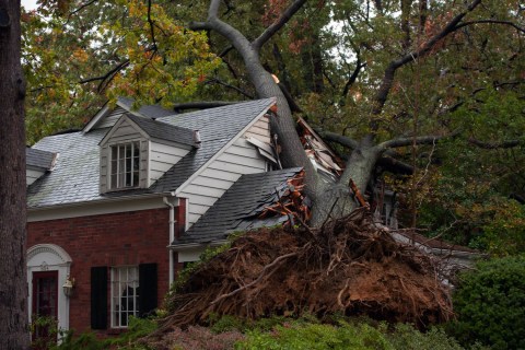 Image: A giant tree rests on the home in the Beverly Hills neighborhood of Alexandria, Va., on Tuesday, October 30th, 2012