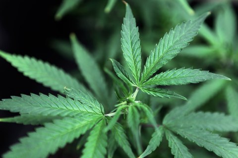 Marijuana plants are displayed for sale at Canna Pi medical marijuana dispensary in Seattle, Nov. 27, 2012. 